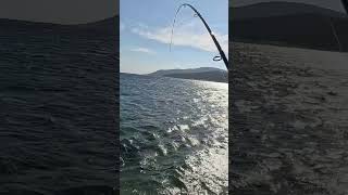 Shimano technium 735 nice strike [upl. by Ellerret]