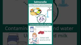 Salmonella enterica  Salmonellosis  enteric fever  microbio in 1 minute [upl. by Aninep424]