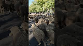 Transhumance dans les rues d’Arles [upl. by Losiram263]