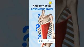 Latissimus Dorsi Anatomy physicaltherapy physiotheraphy anatomy [upl. by Lenz922]