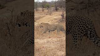 Gorgeous Massive Male Leopard timbavati klaserieprivatenaturereserve cat greaterkruger leopard [upl. by Tjader845]