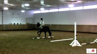 Teaching a Standardbred How to Canter [upl. by Eanat]