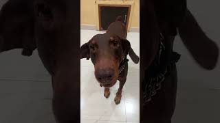 Doberman Dog Barking doberman dog puppy funny dogs india [upl. by Calhoun318]