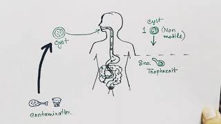 Entamoeba histolytica life cycle  English   Amoebic dysentry  parasitic protozoan [upl. by Bunow]