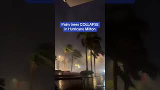 Palm trees 🍃collapse in Hurrican Milton florida palm hurricane [upl. by Adnih]