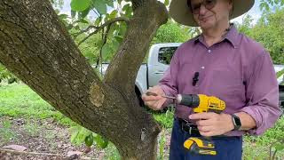 Colonizing avocado trees with Trichoderma wood Dowels [upl. by Richma]