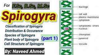 Spirogyra Introductionclassification Occurrenceplant bodycell structure [upl. by Thayer]