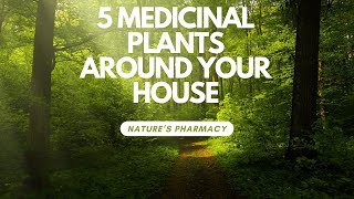 Natures Pharmacy 5 medicinal Plants Found in Your Back Yard [upl. by Adirem9]