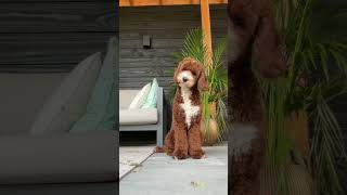 10 Sounds Dogs Love Play this video for your dog and see how they react ☺️🥰 [upl. by Aiuoqes]