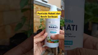 Pestisida organik dari Benih Seribuan [upl. by Nap]