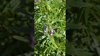 Flowers of Angelonia salicariifolia [upl. by Jordanson]