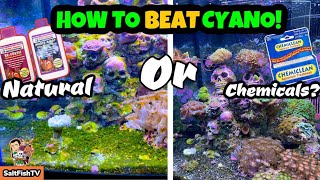 Beating CyanoCyanobacteria In My Nano Reef Tank  Should You Use ChemiClean  BioCube 32 [upl. by Ahsek790]