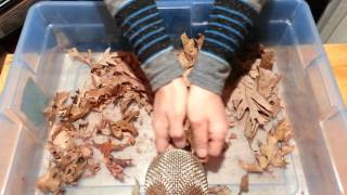 ASMR Crinkle Leaves Tinnitus Relief Crunchy Crinkle Fest 2 [upl. by Llekim432]