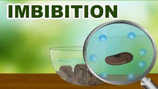 Imbibition factor affecting and importance of imbibition [upl. by Eelam]