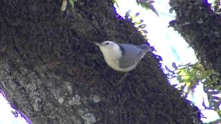 Whitebreasted Nuthatch male call [upl. by Joly316]