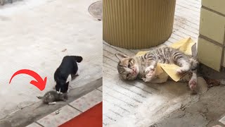 The kitten fell into a glue trap and the mother cat brought him to humans hoping for assistance [upl. by Riggins864]