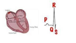 ECG Basic cardiac conduction [upl. by Porte]