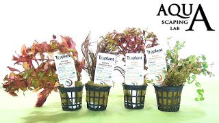 Aquascaping Lab  ROTALA Aquatic Plant technical description and management all varieties [upl. by Jeanne]