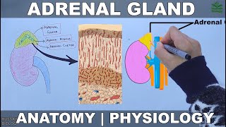 Adrenal Gland  Anatomy and Physiology [upl. by Tare]