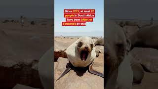 Seventeen Cape Fur Seals Test Positive for Rabies in South Africa rabies healthnews [upl. by Anilos]