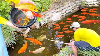 CATCHING DUMPED GOLDFISH and KOI in URBAN CANAL [upl. by Sparke]