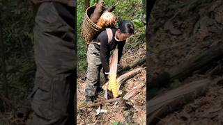 Girl Hardwork Bamboo Shoot Cut farming amazing bamboo viral fruit cutiing wildlife farmlife [upl. by Viv]