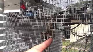 Baby marmoset Monkey Breeder in StPetersburgFla [upl. by Analra]