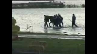 Rescue of 200 horses by 7 women in 2006  Netherland [upl. by Nivad552]