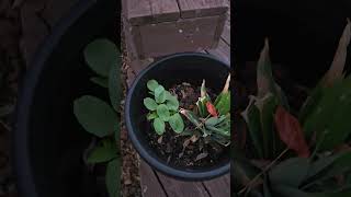 Castor bean seedlings [upl. by Hepsiba]