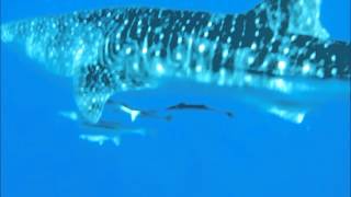 Whale Shark in corniche jeddah RedSea قرش الحوت في كورنيش جدة [upl. by Kolosick249]