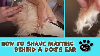 How To Shave Matting Behind a Dog’s Ear – Gina’s Grooming [upl. by Ahtoelc538]