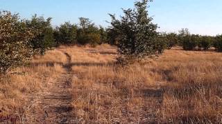 Hwange Lion Encounter [upl. by Nlocnil]