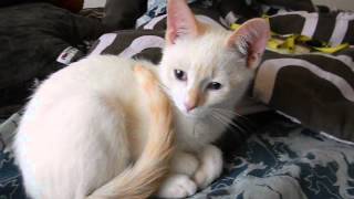 Flame Point Siamese Kitten [upl. by Linder]