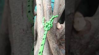 how to bowline knot [upl. by Treacy]