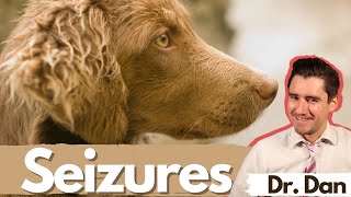 Dog seizures Dr Dan covers symptoms diagnosis and treatment of seizures in dogs [upl. by Fulvi]