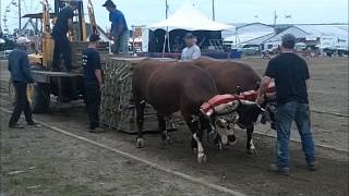 Oxen pulling hook on stay on at The Big Ex [upl. by Figueroa]