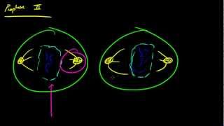 Biology Lecture  56  Meiosis 2 [upl. by Yhtomit482]