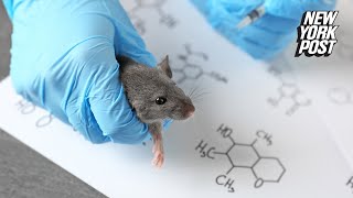 Chinese lab crafts mutant COVID19 strain with 100 kill rate in ‘humanized’ mice [upl. by Noyerb]