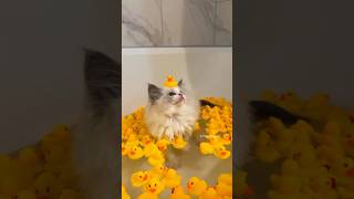 Cute Kittens Videos 😻💞cute kitten [upl. by Sang407]