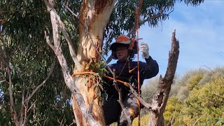 Arborist tree work and wood chipping [upl. by Wilkie]