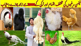 Fancy Hen Different breed chicks Available  Turkey Bird Chikes Available vlog [upl. by Azirb278]