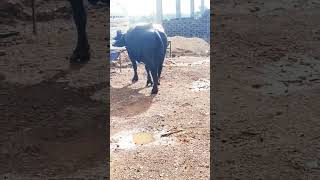 18 kg per day milk capacity murrah buffalo for sale karanpura bhopal MP Aakashgurjar7898589831 [upl. by Ordnaxela894]