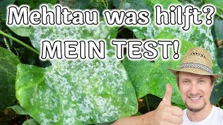 Mehltau an Gurken 🥒 3 Hausmittel im Test 🔴 Teil 1 [upl. by Cyprus]