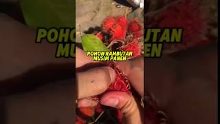 Musim panen pohon rambutan buah buahbuahan shorts [upl. by Ginsberg]