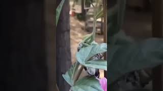 Gladiator Insect praying mantis vs hummingbird [upl. by Allare138]