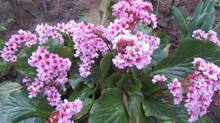 bergenia [upl. by Wellesley]