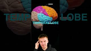 Brain lobes overview [upl. by Vedis559]