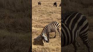 Ngorongoro Crater Tanzania animals wildlife nature [upl. by Yromas]