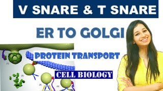 V SNARE amp T SNAREER to Golgi Protein TransportCOP IIProtein TargetingCell Biology Lecture series [upl. by Ainez]