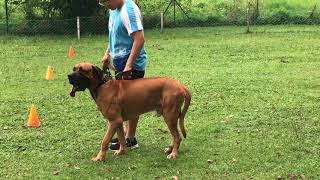 Bullboxer Pit  agility training [upl. by Renner]